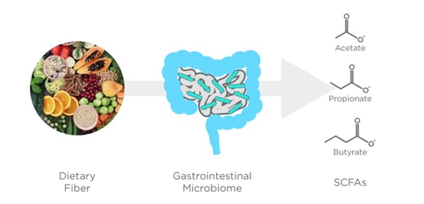 The microbiota in the intestinal tract release SCFAs