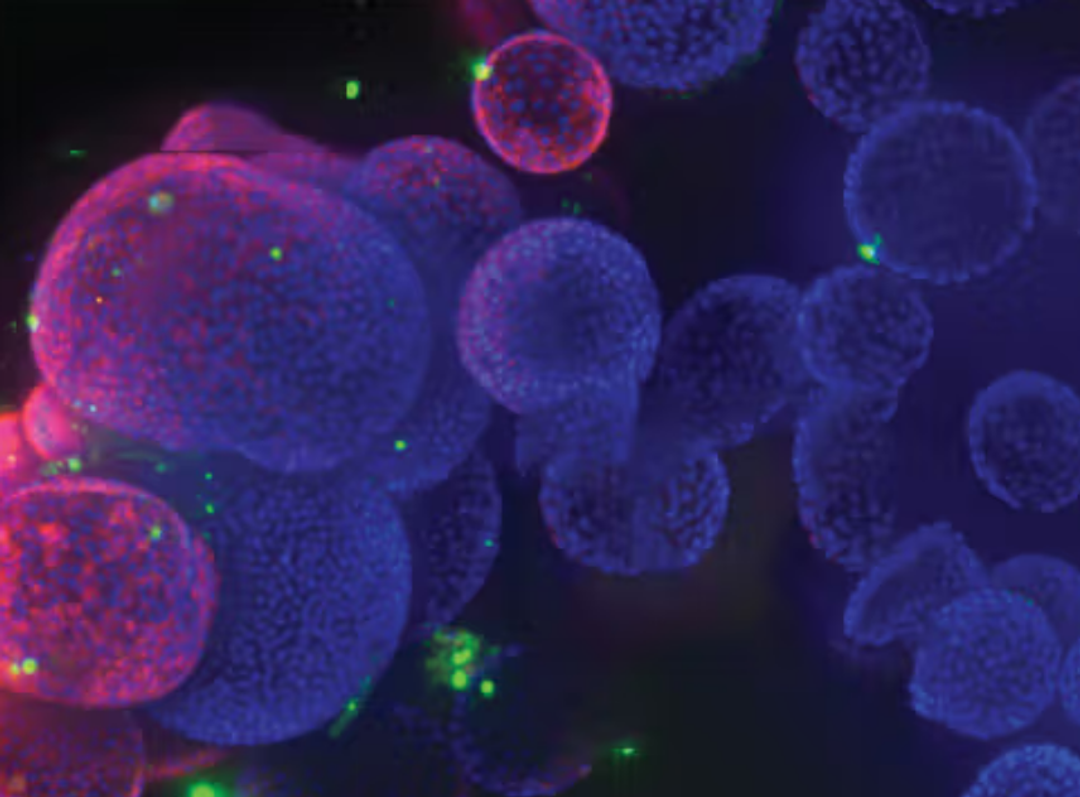 Cell Culture, Counting, & Imaging