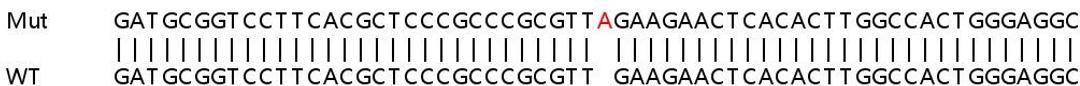 Sanger Seq - CBS knockout HeLa