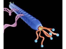 Phage display platform