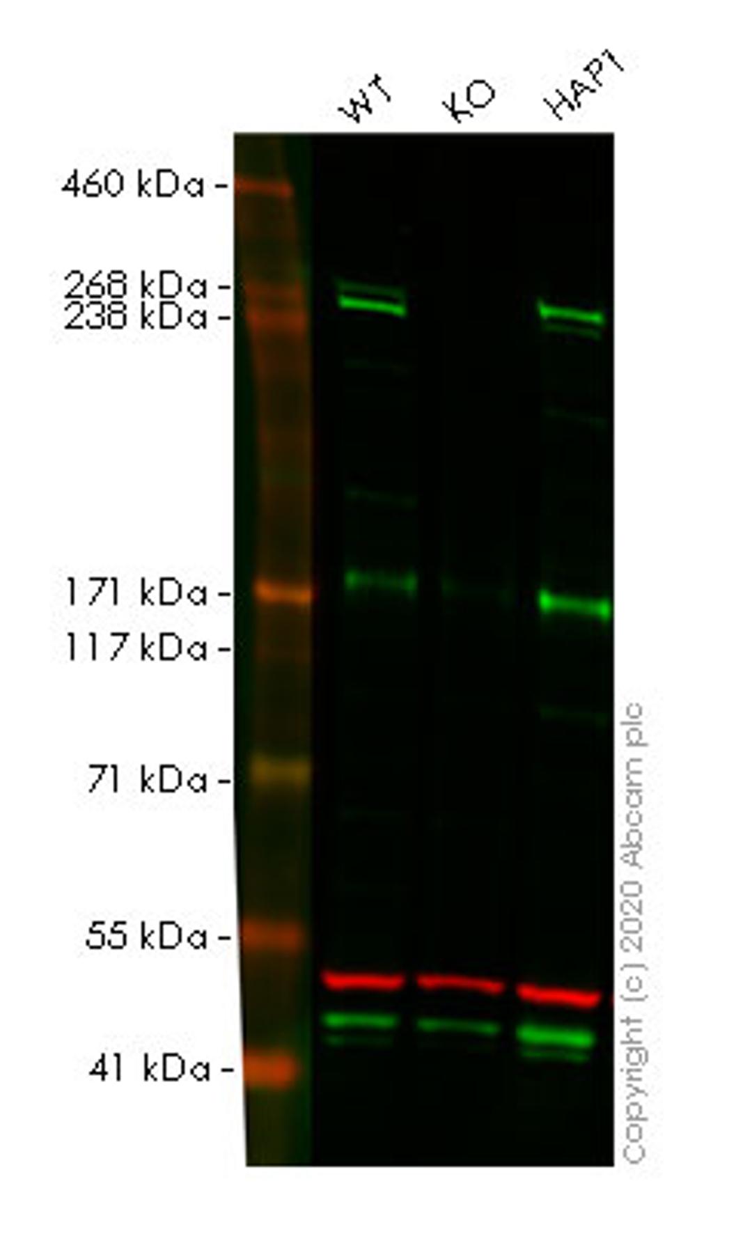 WB - NF1 knockout HeLa