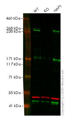 WB - NF1 knockout HeLa