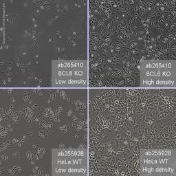 BCL6 knockout HeLa