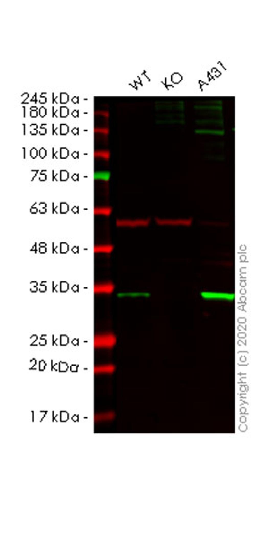 WB - SFN knockout HeLa