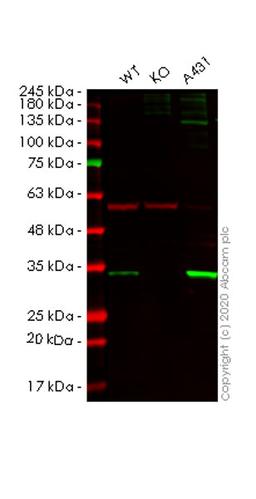 WB - SFN knockout HeLa