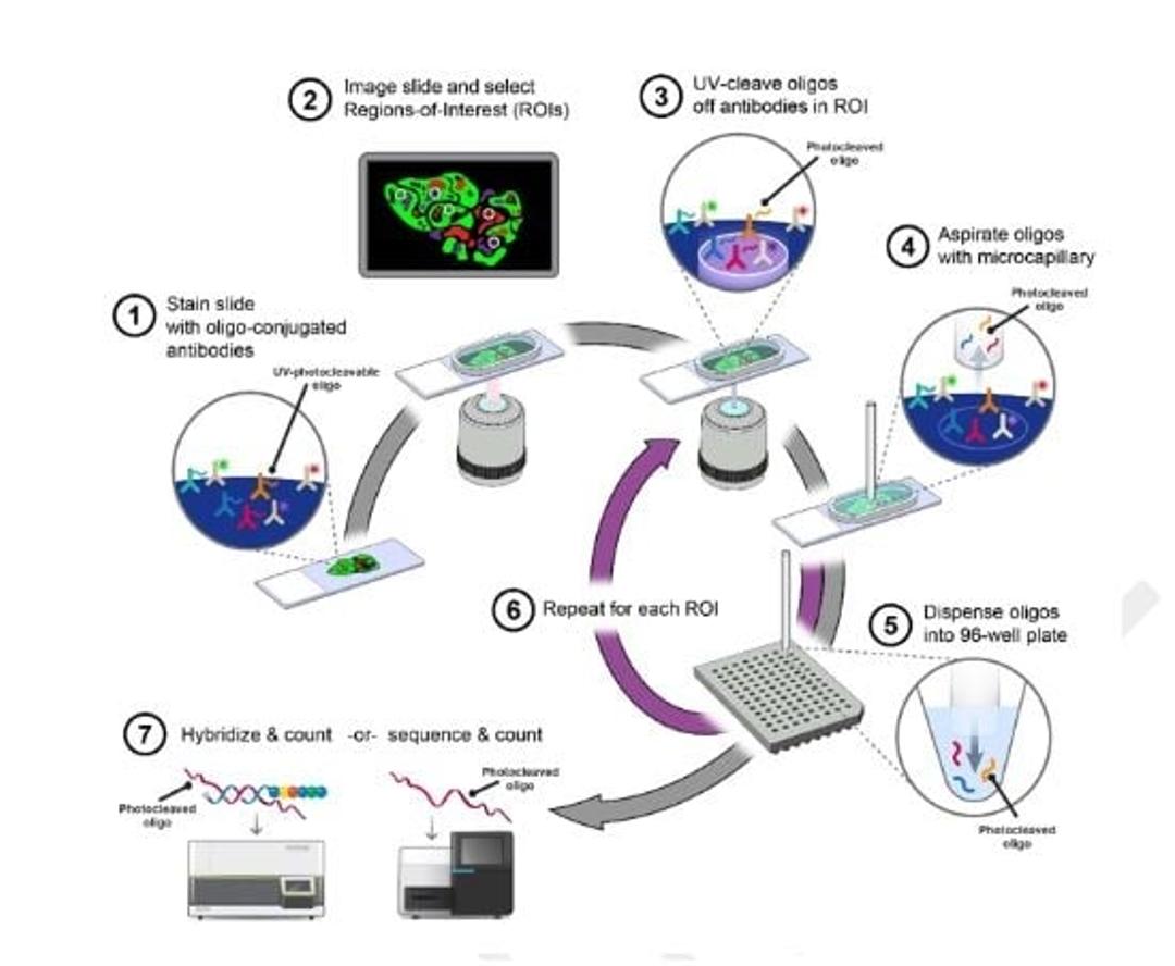 The DSP Workflow