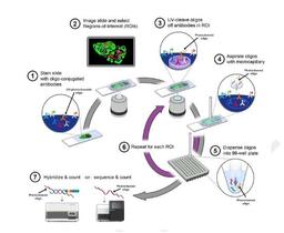 The DSP Workflow