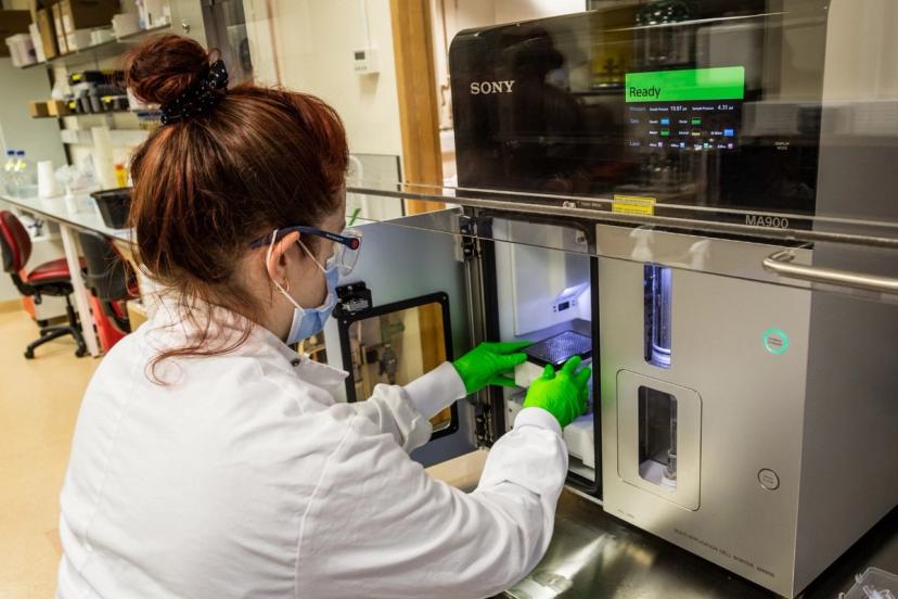 Jennifer using the Sony MA900 cell sorting system