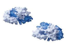 Membrane-Based Yeast Two-Hybrid System