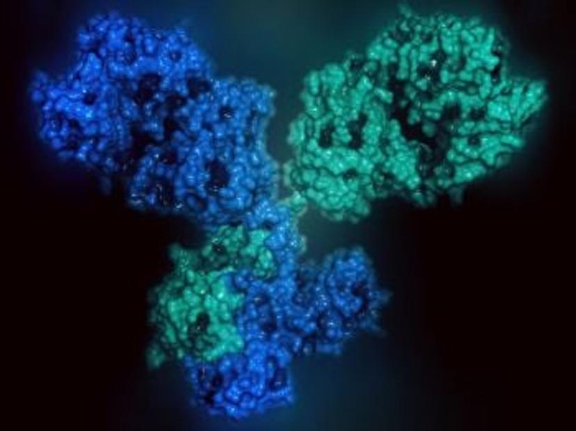 3D rendering of IgG1 mAb