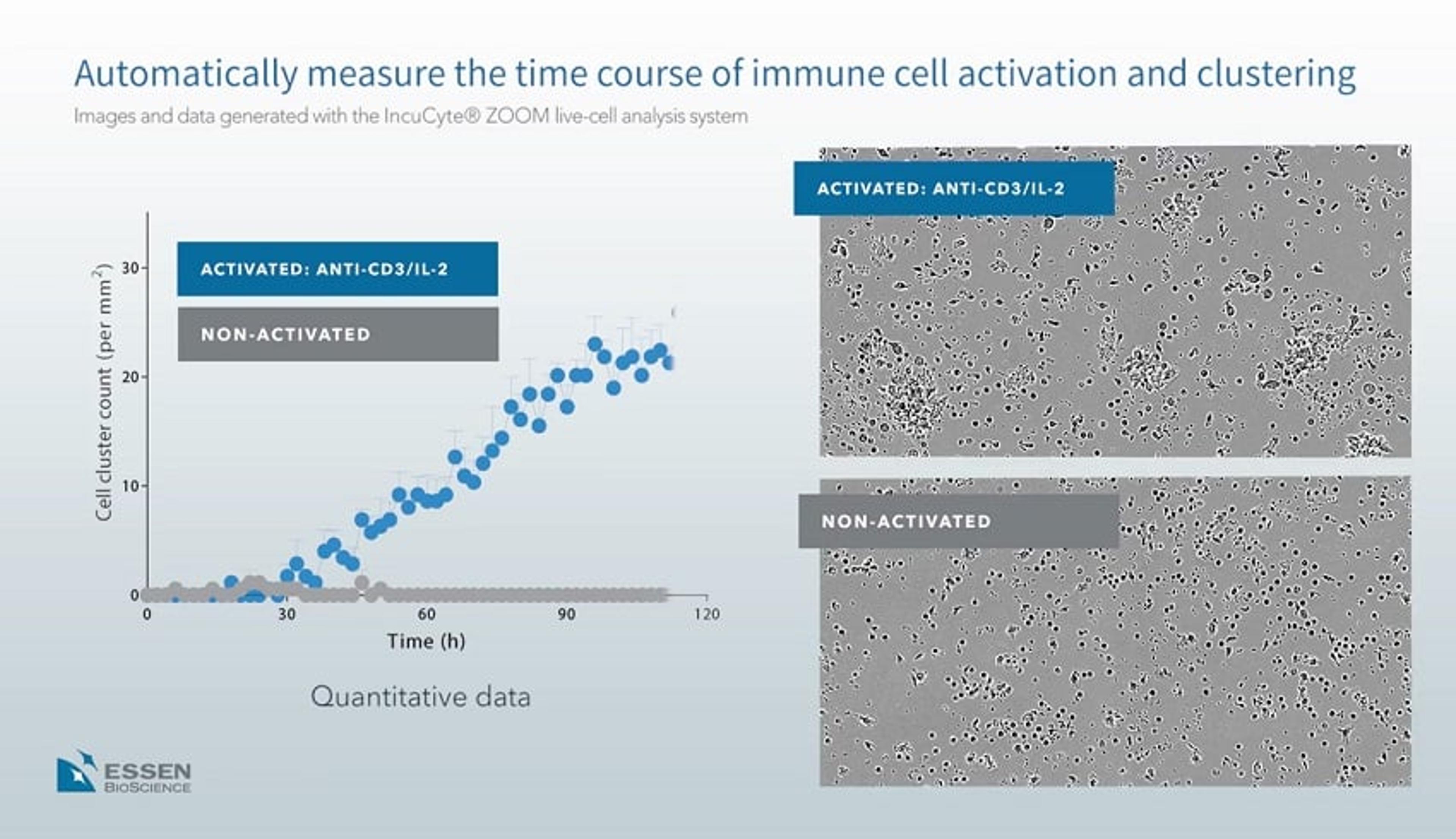 Analysis of Immune Cell Activation and Clustering Using the IncuCyte® System Analysis of Immune Cell Activation and Clustering Using the IncuCyte® System