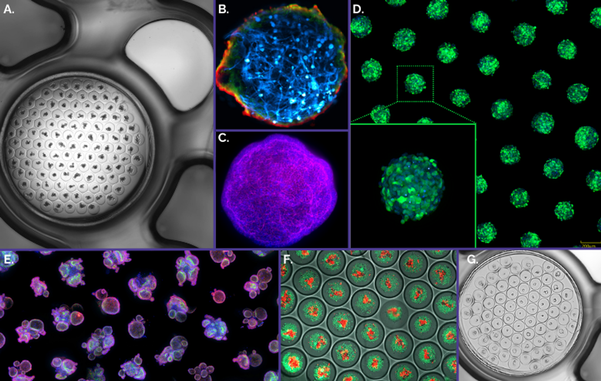 Figure 3. Gri3D® integrates with imaging equipment of major life science brands