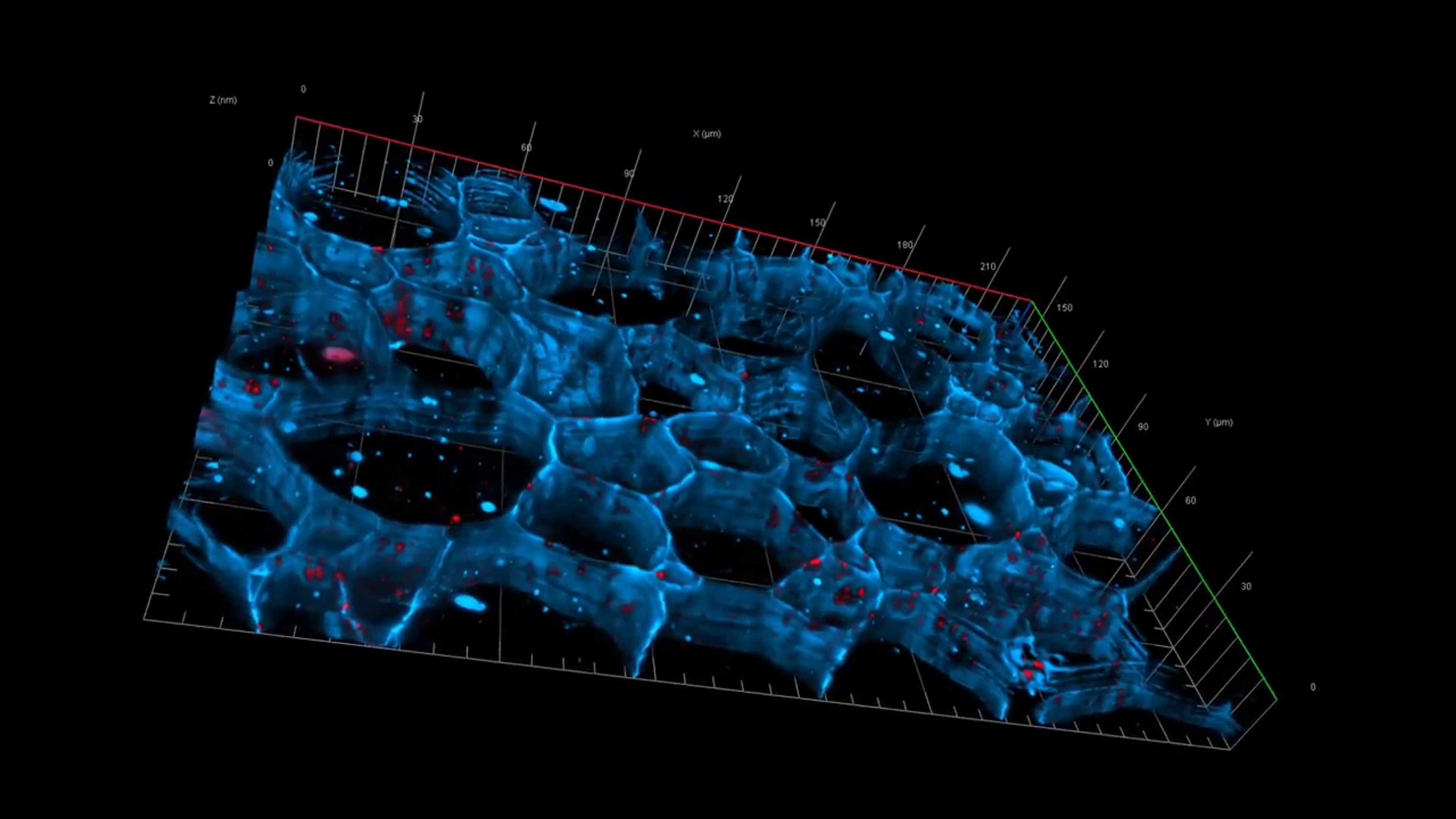 ZEISS ZEN Correlative Array Tomography: 3D Microscopy of Plasmodesmata Inside Root Nodules ZEISS ZEN Correlative Array Tomography: 3D Microscopy of Plasmodesmata Inside Root Nodules