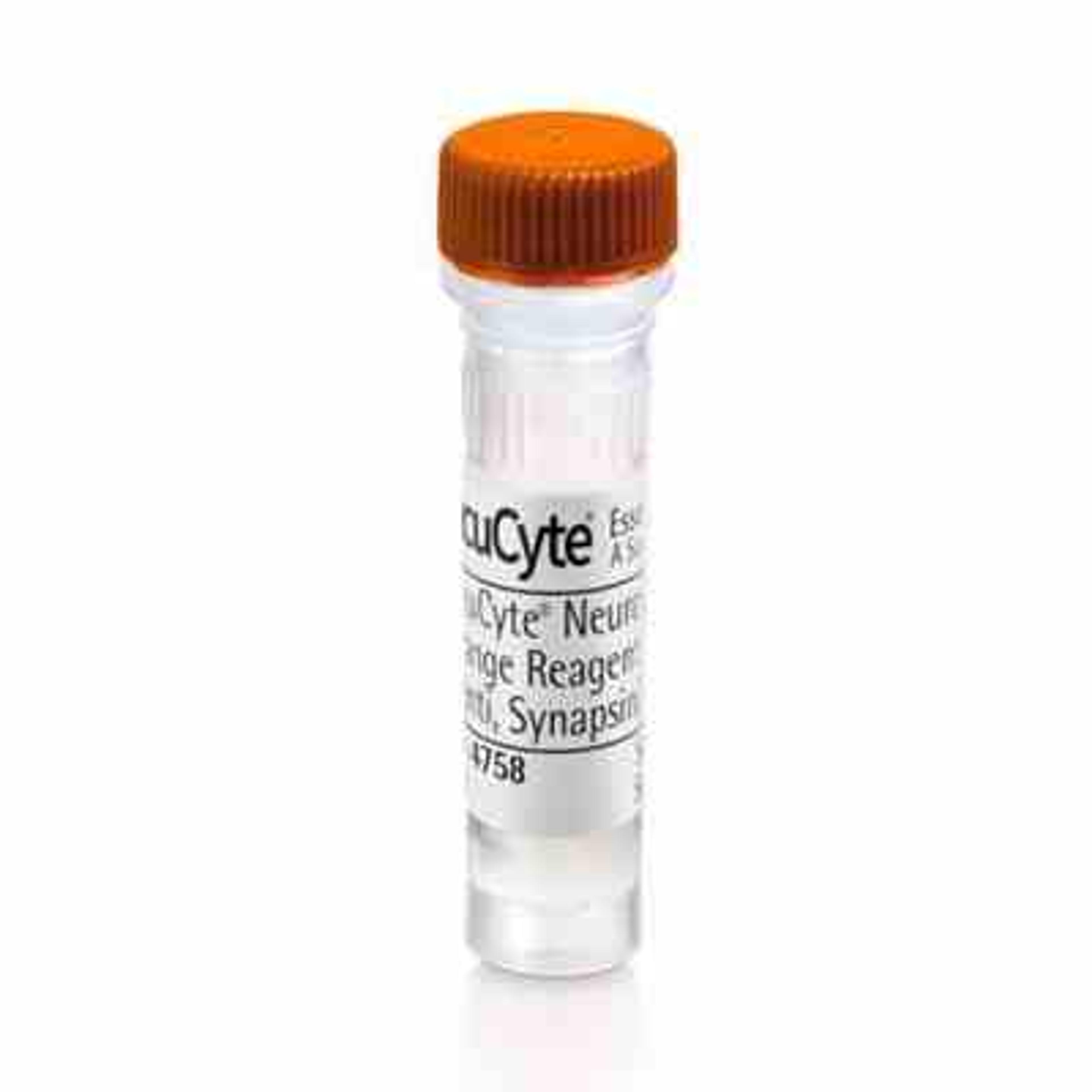 NeuroLight Orange Synapsin Promoter