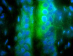 Invivo staining of apoptosis in postnatal development model