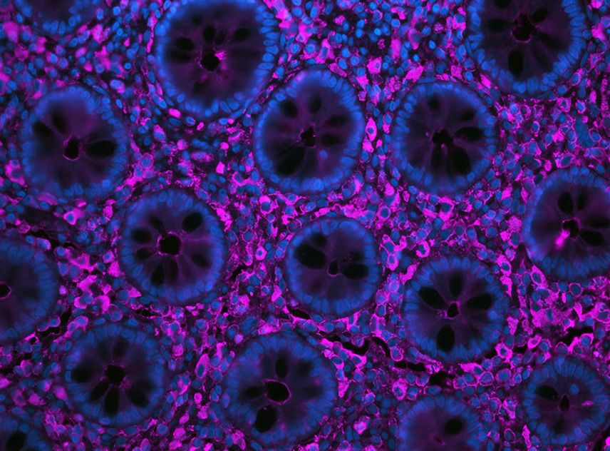 Immunofluorescence Reagents