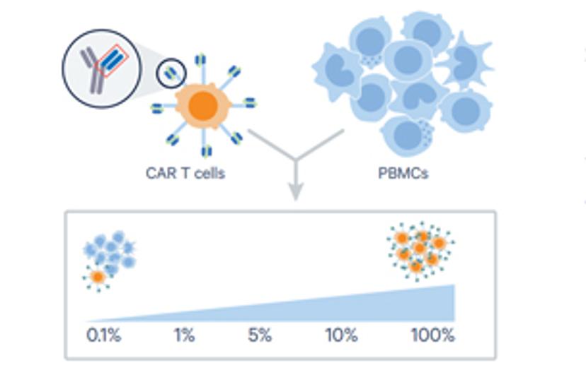 Deep characterization of a CAR T-cell product