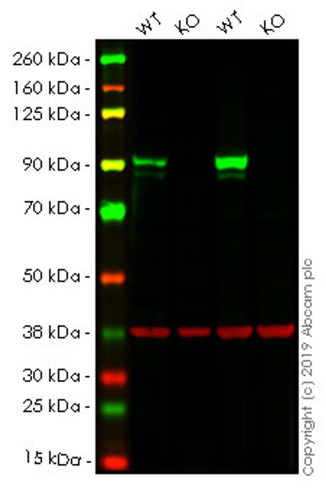 WB - STAT3 knockout HeLa