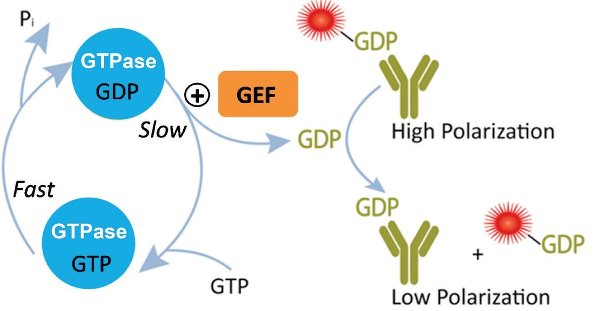 Liver Fibrosis Target Analysis Using Transcreener GTPase Assay Platform