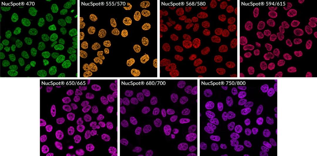 HeLa cells stained with NucSpot® Nuclear Stains