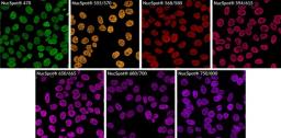 HeLa cells stained with NucSpot® Nuclear Stains