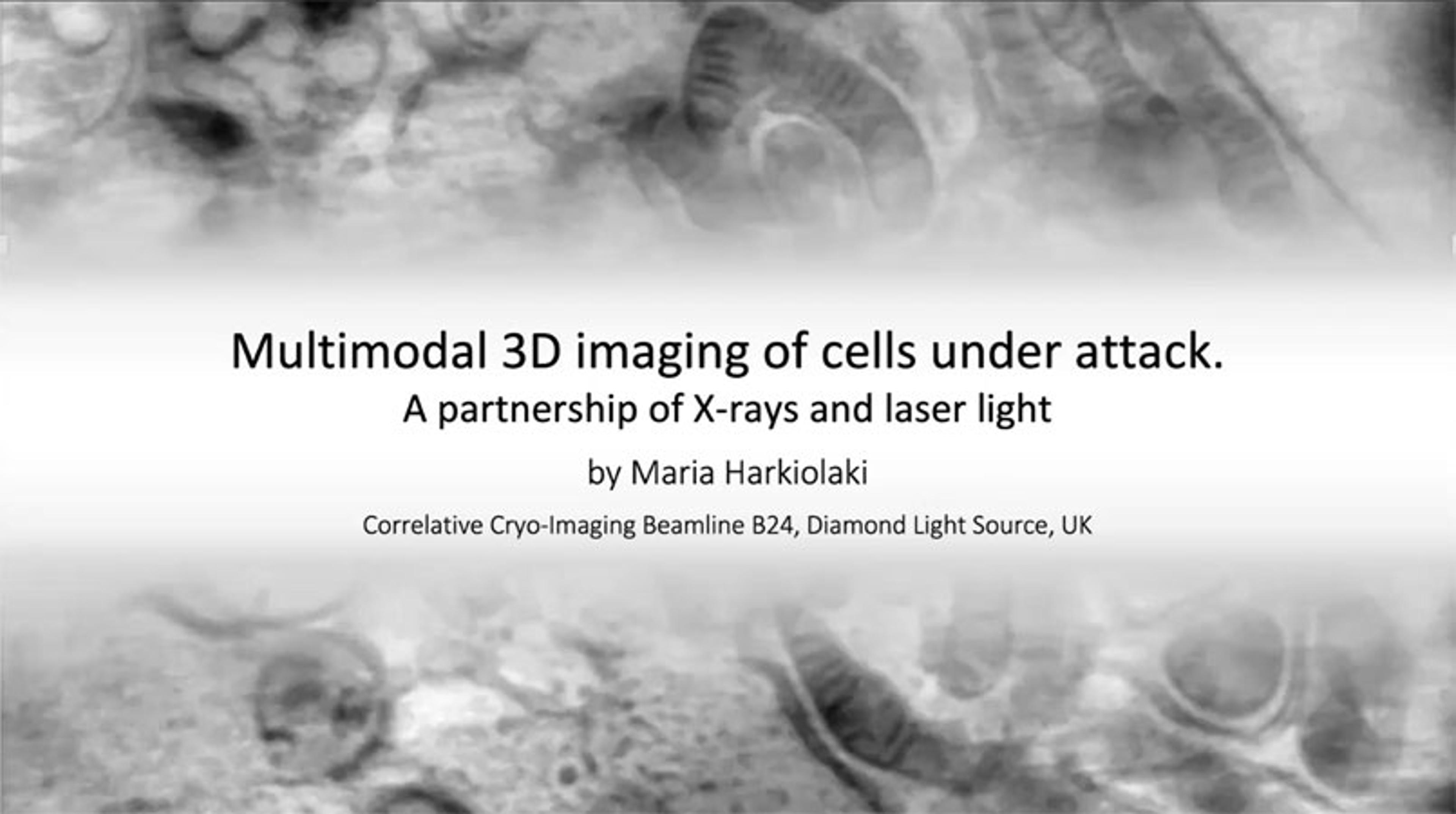 Multimodal 3D imaging of cells under attack