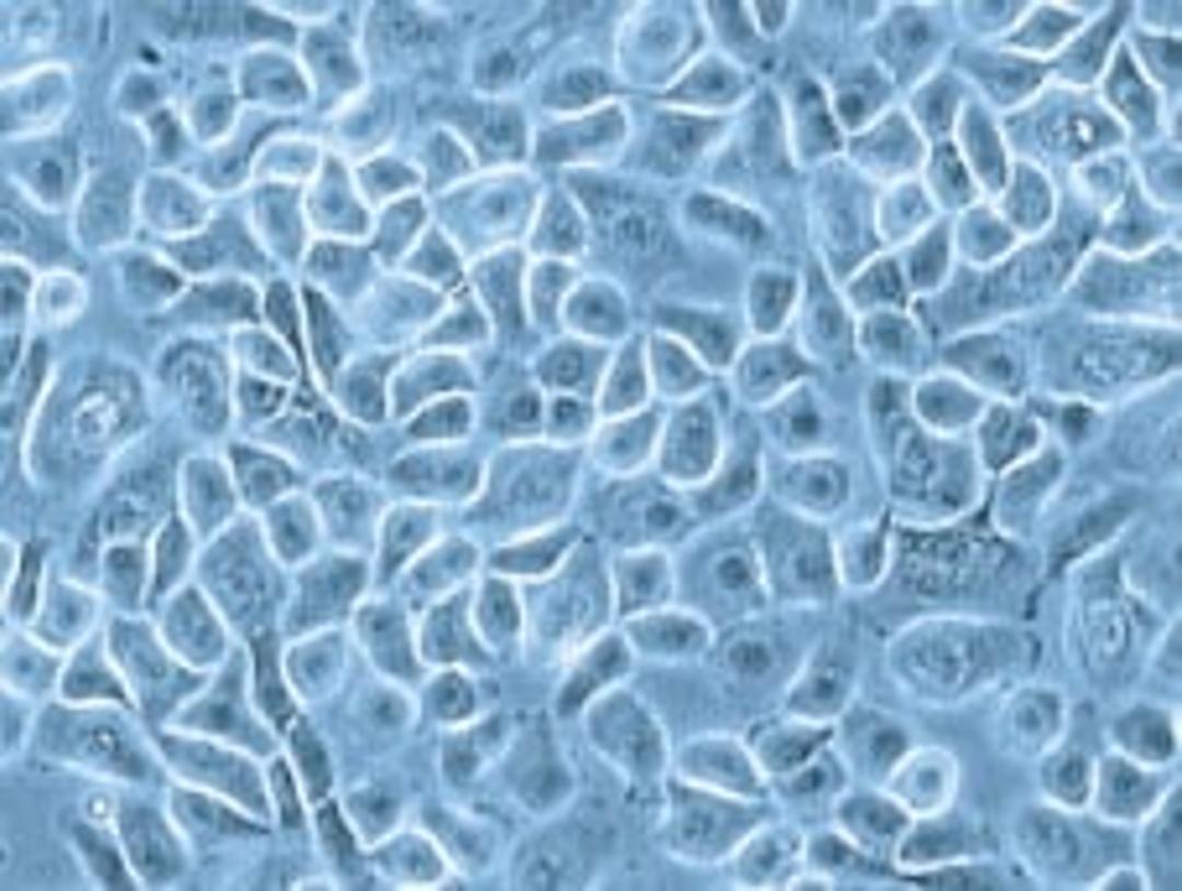 Human Airway Epithelial Cells by PromoCell GmbH