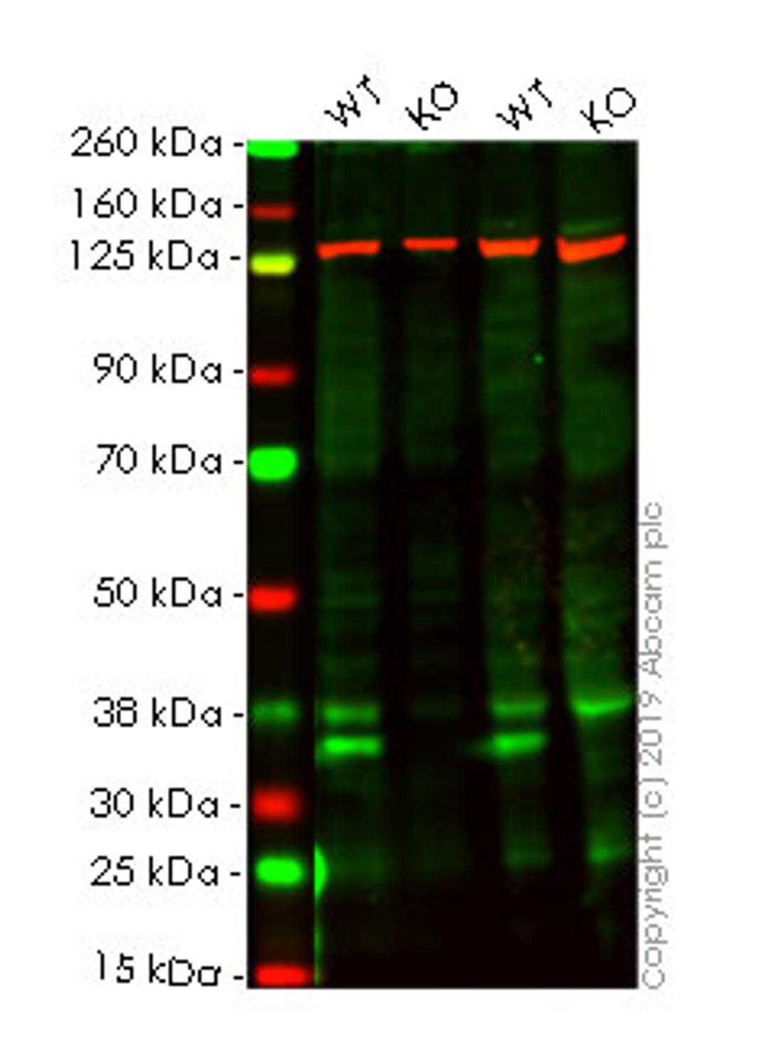 WB - HMGB1 knockout HeLa