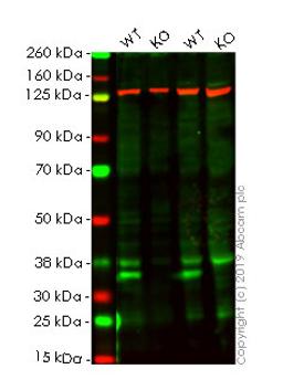 WB - HMGB1 knockout HeLa