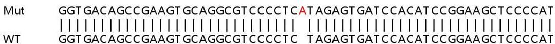 Sanger Seq - PTBP1 knockout HeLa