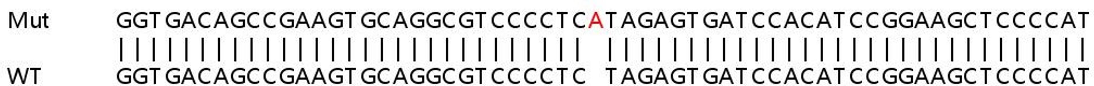 Sanger Seq - PTBP1 knockout HeLa