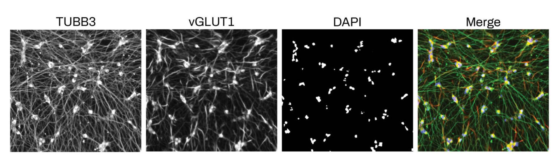 Immunofluorescent staining of Quick-Neuron™ Excitatory cell cultures on day 10.