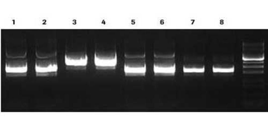 pUC plasmid samples purified from different E. coli strains