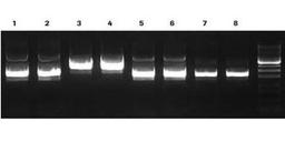 pUC plasmid samples purified from different E. coli strains