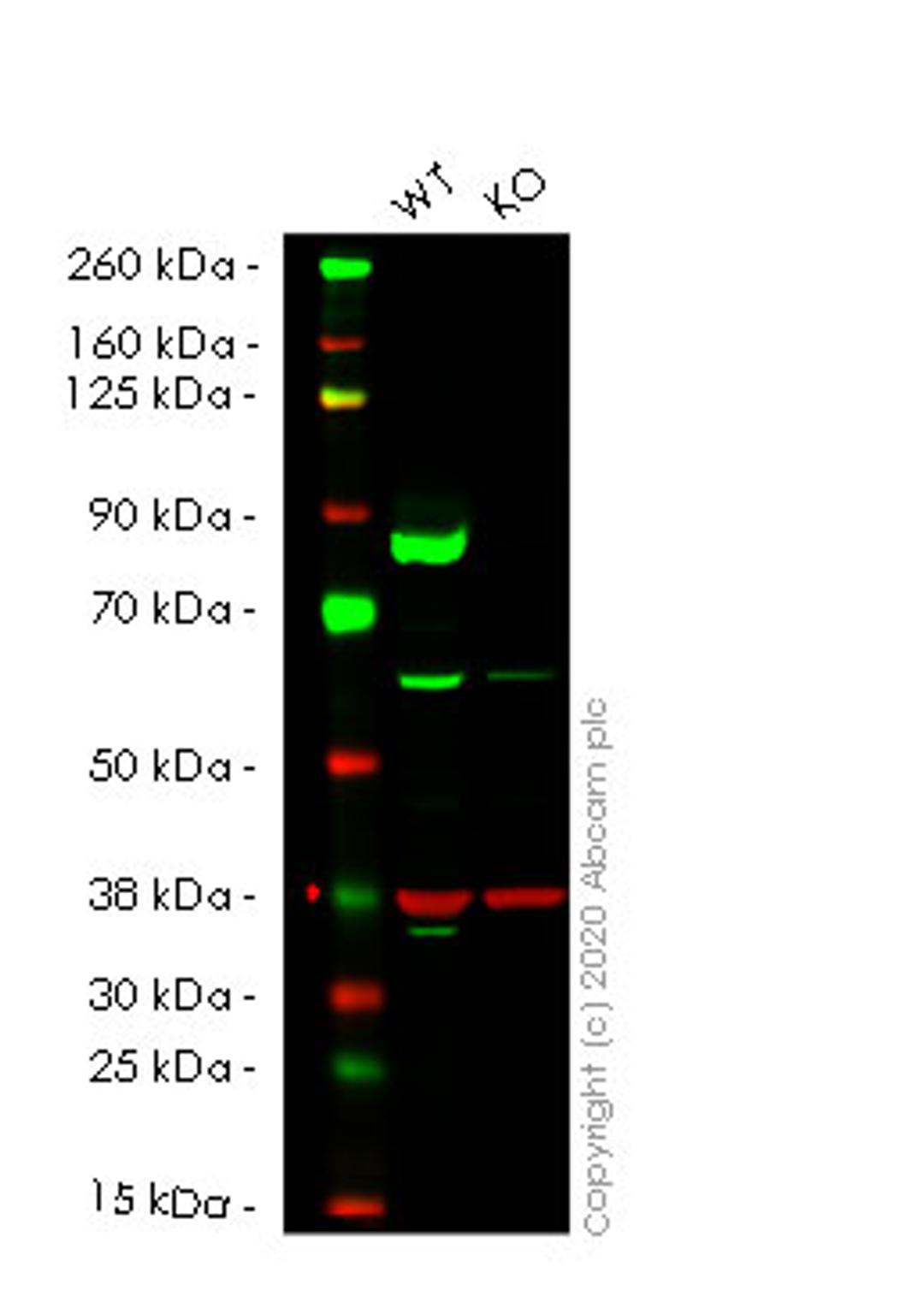 WB - TGM2 knockout A549