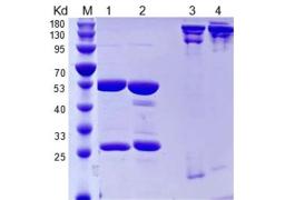 Anti-Human IL5 Recombinant Antibody (TAB-031)