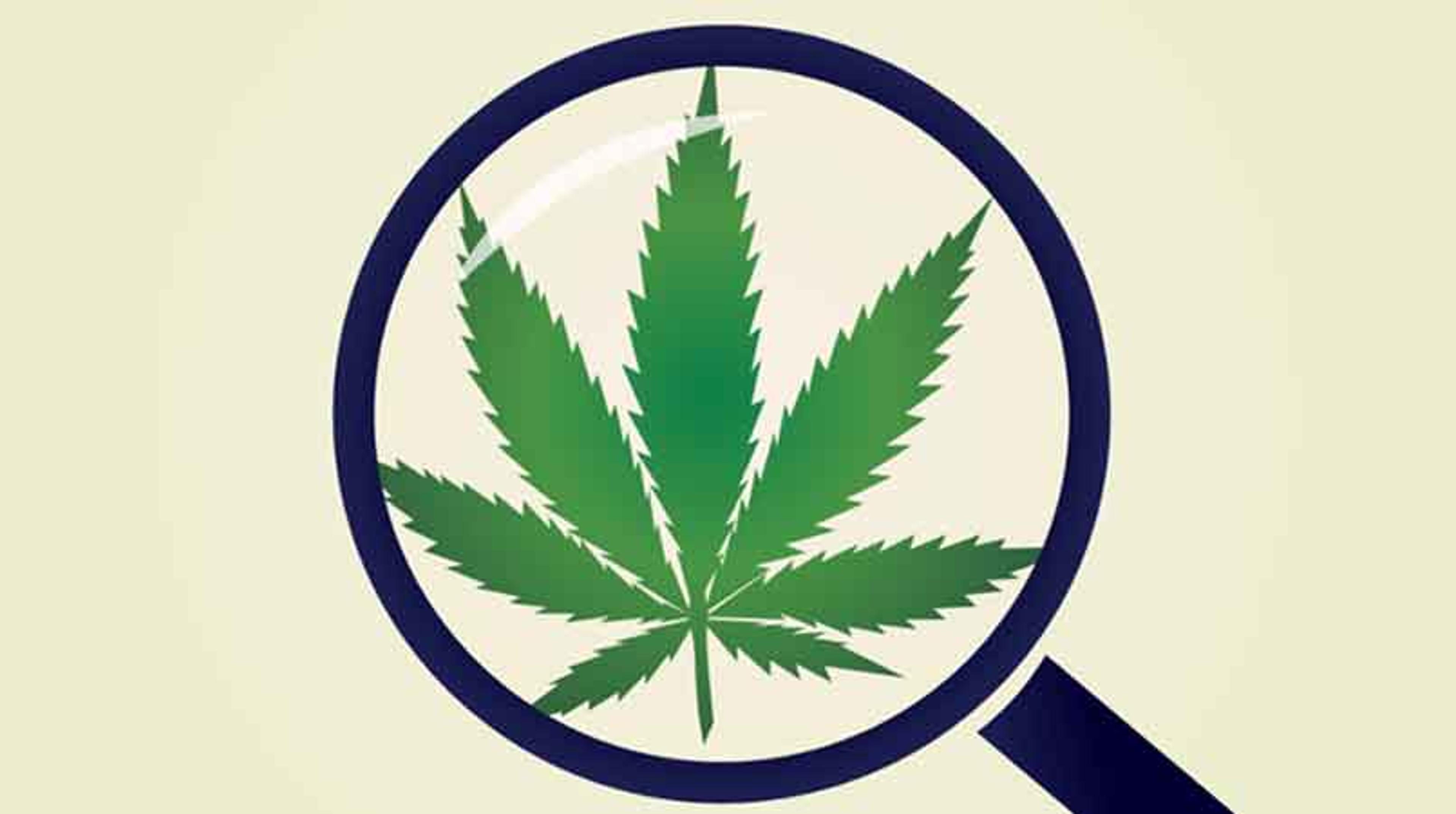 Cannabis: the Boom, the Benefits and the Importance of Testing Cannabis: the Boom, the Benefits and the Importance of Testing
