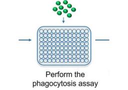 Microglia Phagocytosis Assay Service
