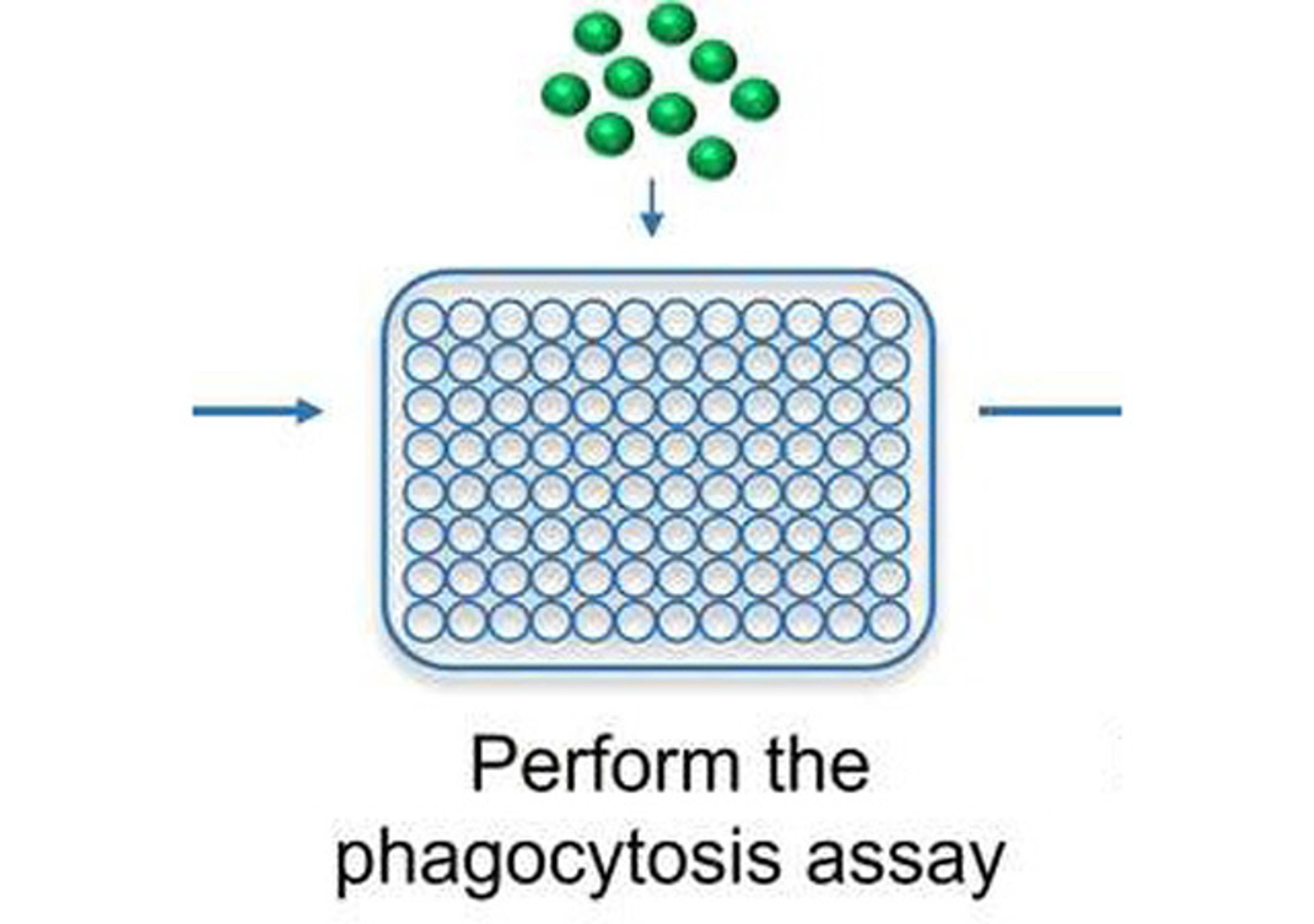 Microglia Phagocytosis Assay Service