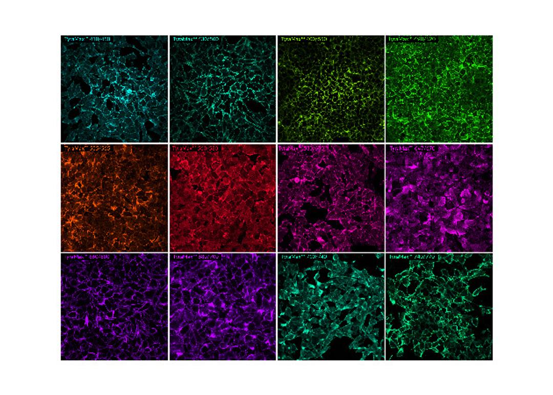 HeLa WGA-HRP + TyraMax™ (40X)