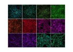 HeLa WGA-HRP + TyraMax™ (40X)