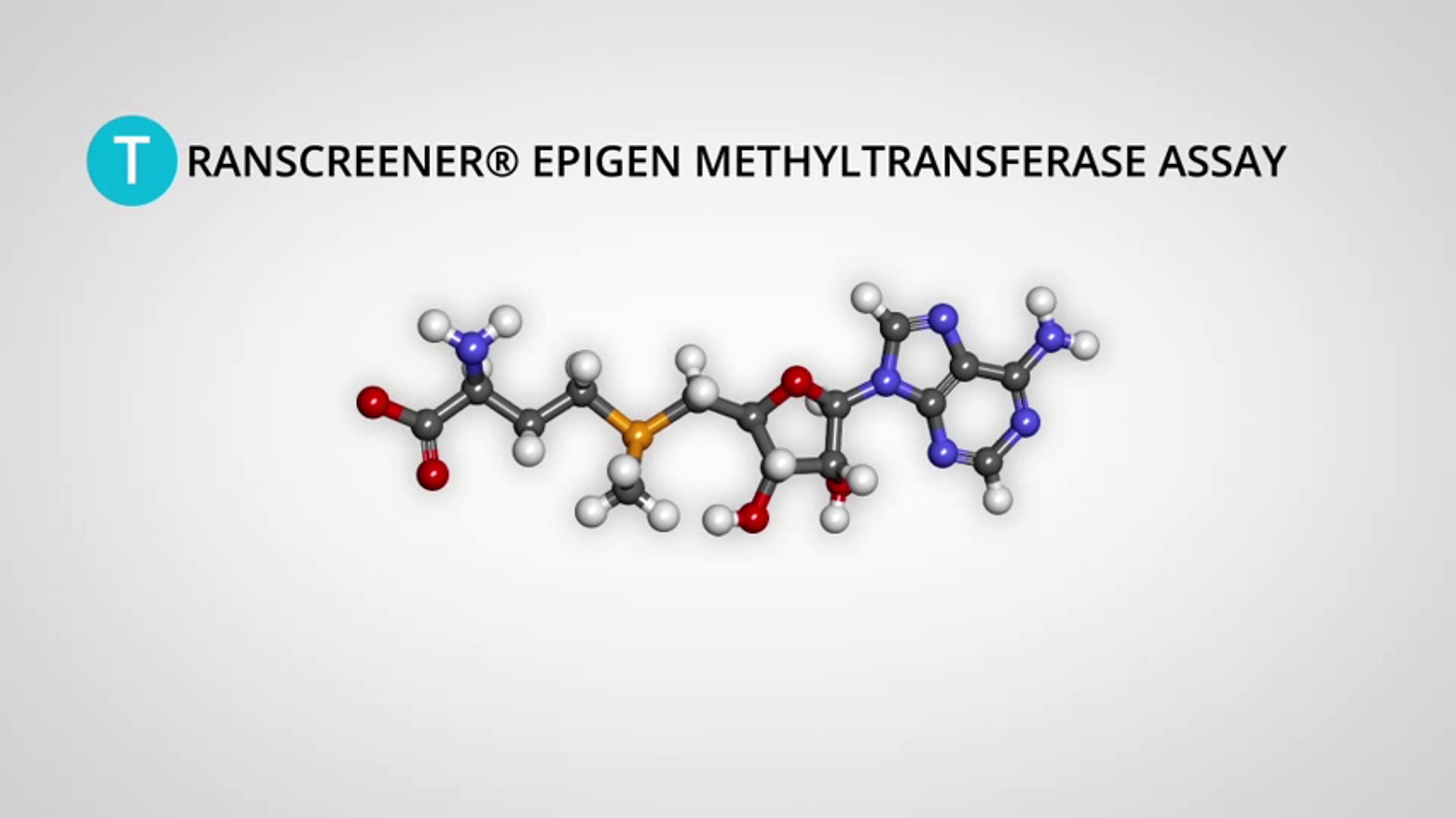 Transcreener® Epigen Methyltransferase Assay Transcreener® Epigen Methyltransferase Assay