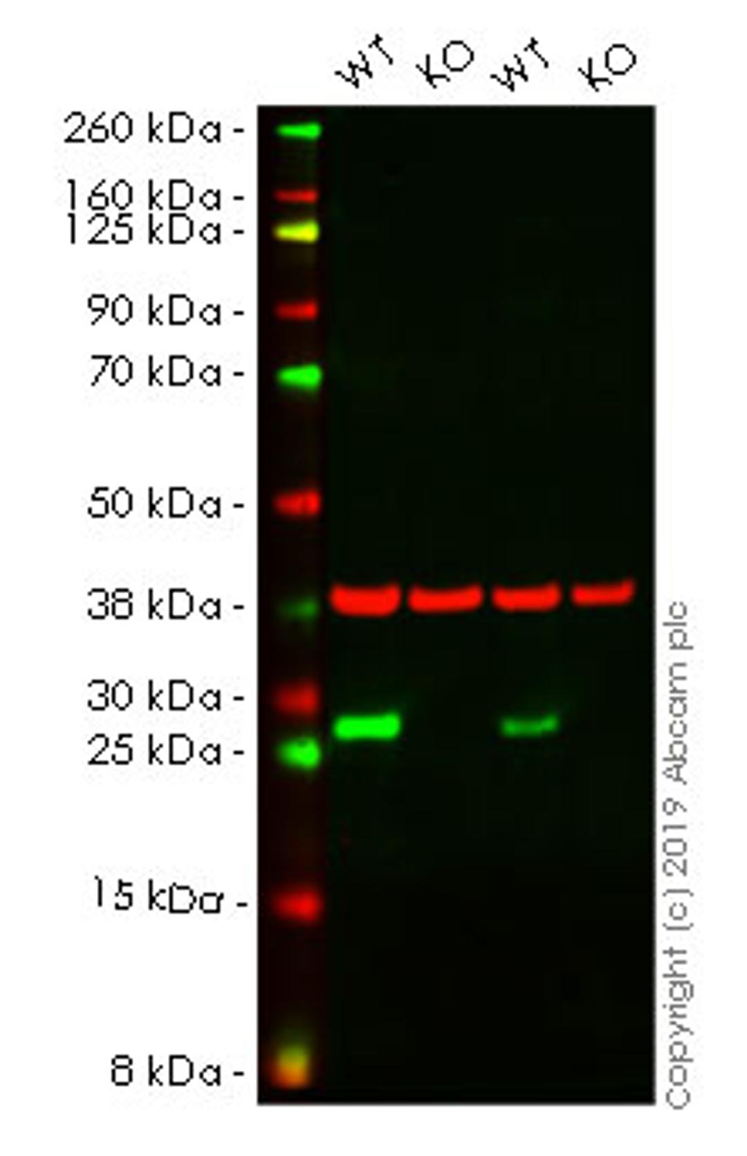 WB - HSPB1 knockout HeLa