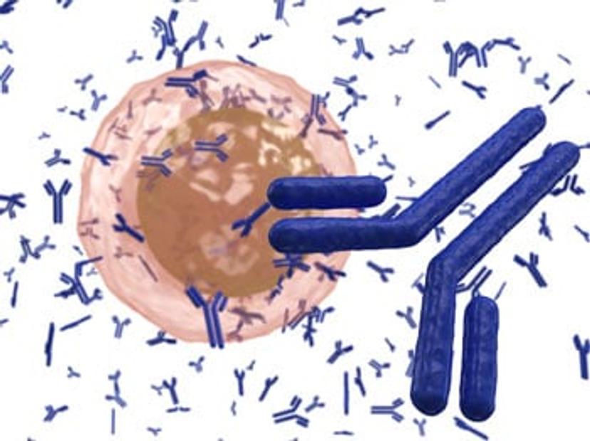 White blood cell B lymphocyte producing antibodies