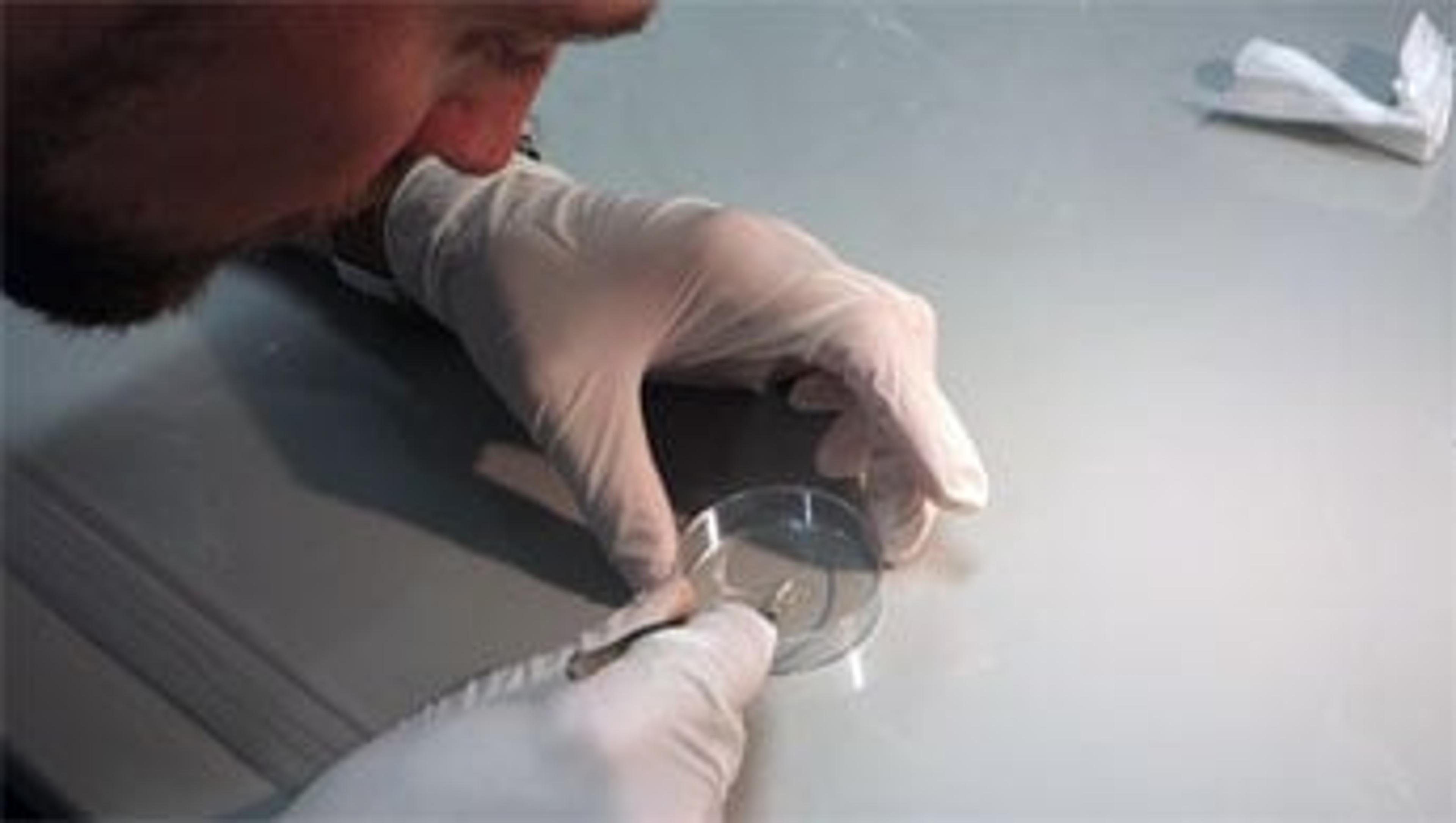 How to Mount Cleared Samples in the ZEISS Lightsheet Z.1 Light Sheet Fluorescence Microscope How to Mount Cleared Samples in the ZEISS Lightsheet Z.1 Light Sheet Fluorescence Microscope