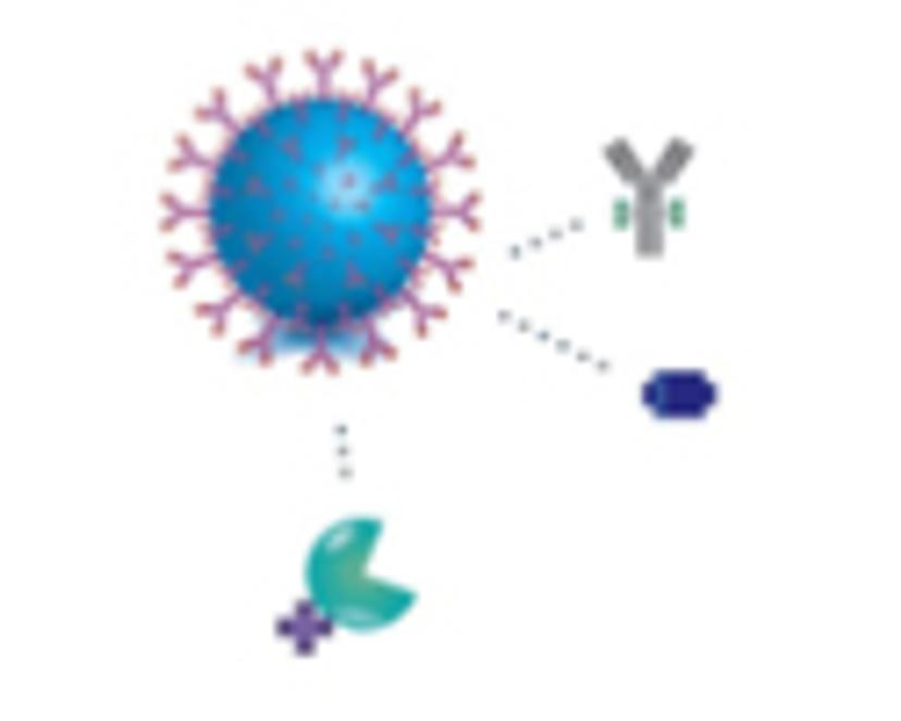 Paramagnetic particles coupled with antibodies bind to specific targets