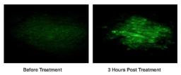 IN vivo detection of apoptosis in a mouse tumor model