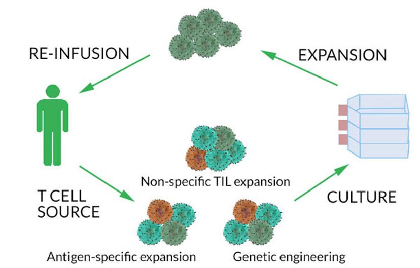 The process of adoptive T-cell immunotherapy