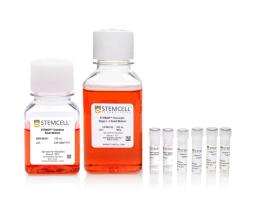 STEMdiff Pancreatic Progenitor Kit