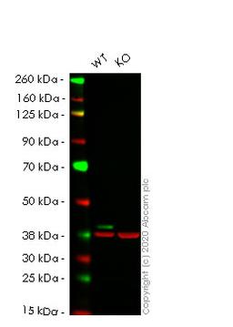 WB - MAPK1 knockout HeLa